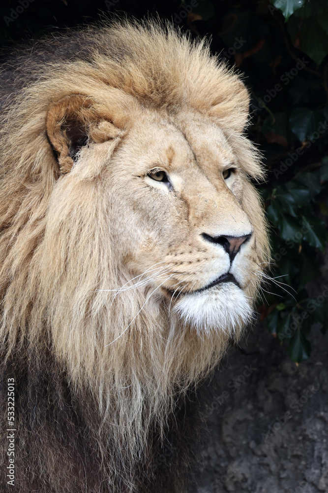 Lion (Panthera Leo) closeup portrait, lush mane.