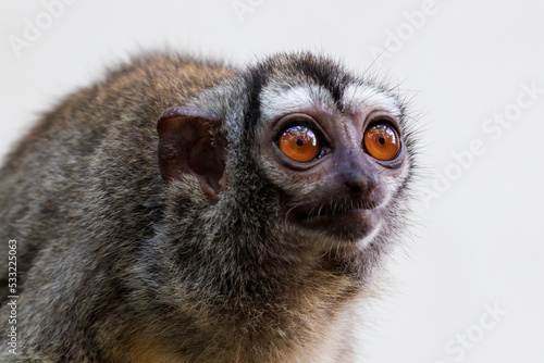 The three-striped night monkey (Aotus trivirgatus), also known as northern night monkey or northern owl monkey