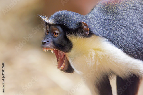 Photography The Diana monkey (Cercopithecus diana) closeup portrait