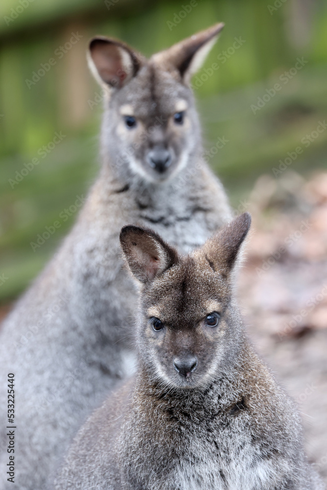 Group of red-necked wallabies or Bennett's wallaby (Notamacropus rufogriseus) Group of red-necked wallabies or Bennett's wallaby (Notamacropus rufogriseus)