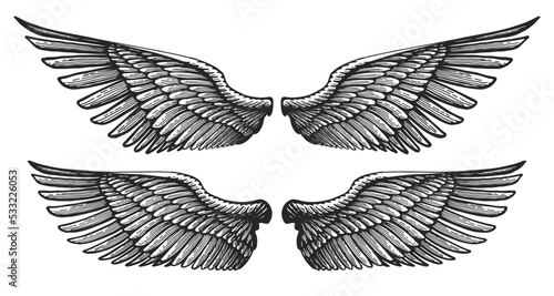 Pair of angel wings in vintage engraving style. Hand drawn heraldic bird wing. Vector illustration