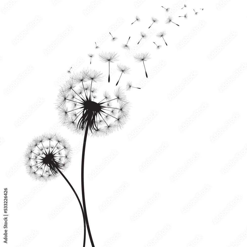 Vector illustration dandelion time. Black Dandelion seeds blowing in the wind. The wind inflates a dandelion isolated on white background.