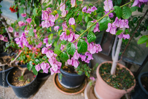 Blooming Bougainvillea in a flower pot in the botanical garden. Pink little flowers. An exotic evergreen plant.