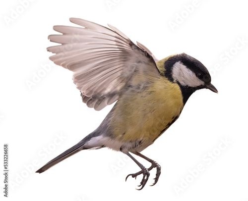 isolated small yellow bird in fast flight