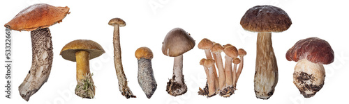 Fotografía edible mushrooms set in stripe isolated on white