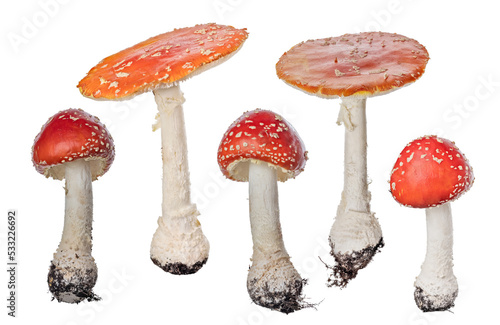 five highly poisonous red fly agaric mushrooms on white