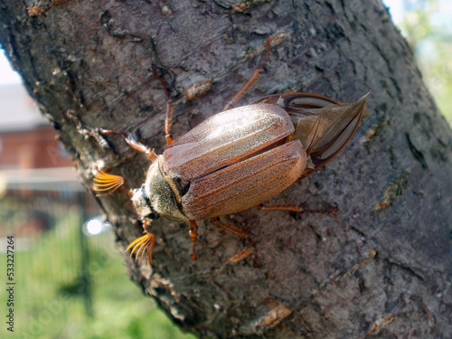 Melolontha Beetle (Ukrainian Хрущ)
