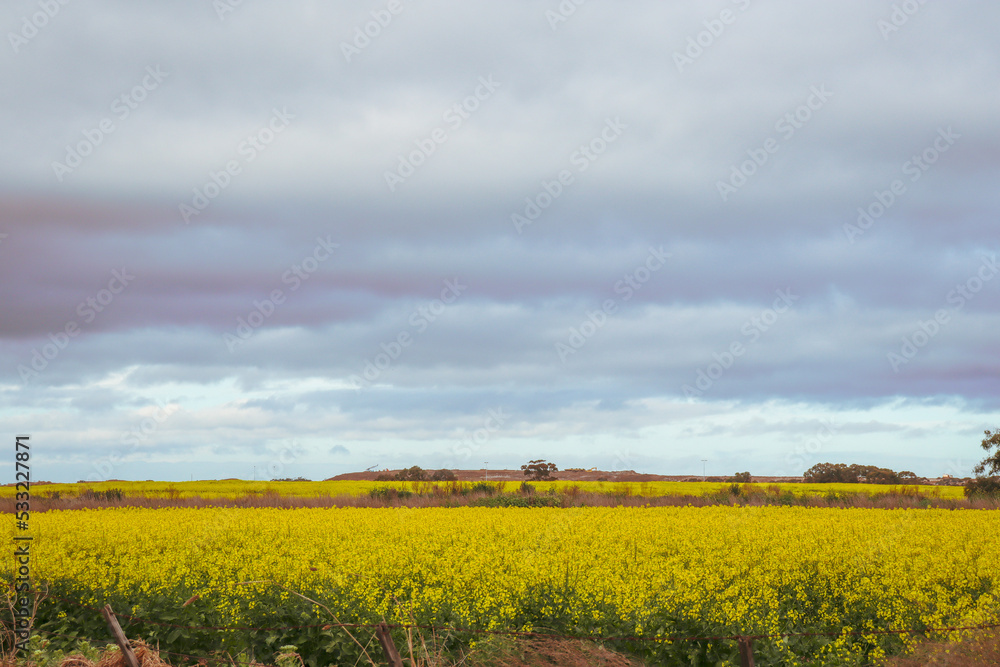 rapeseed field in spring with land development in the background rapeseed field in spring with land development in the background