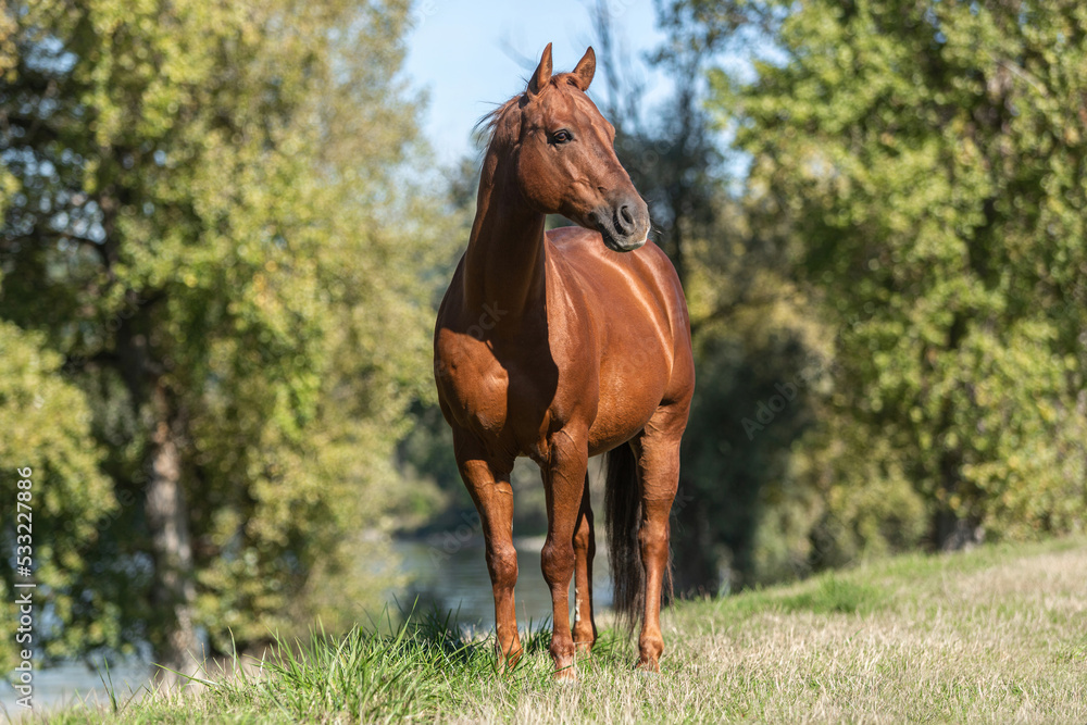 Portrait of a chestnut quarter horse gelding standing on a meadow in late summer outdoors Portrait of a chestnut quarter horse gelding standing on a meadow in late summer outdoors