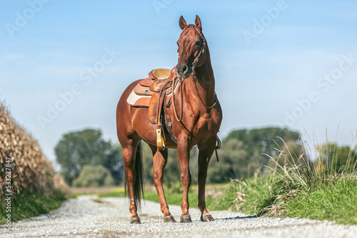 Portrait of a saddled beautiful chestnut western quarter horse gelding standing on a country road in summer outdoors