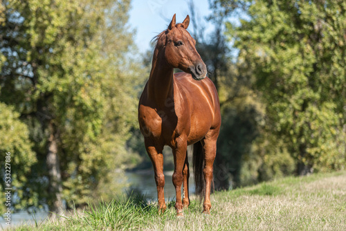 Portrait of a chestnut quarter horse gelding standing on a meadow in late summer outdoors © Annabell Gsödl