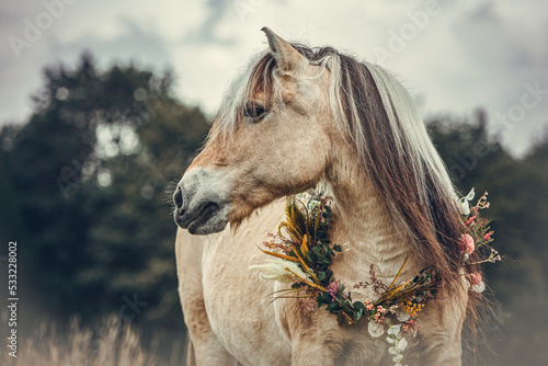 Obraz na plátne Horses in autumn: Portrait of a beautiful norwegian fjord horse mare wearing an