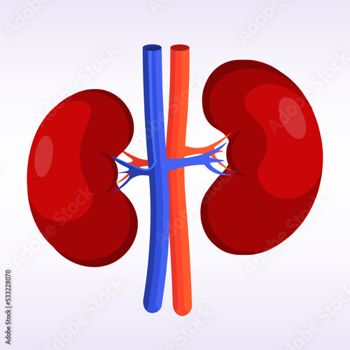 renal system kidneys structure human internal organ anatomy healthcare medical concept