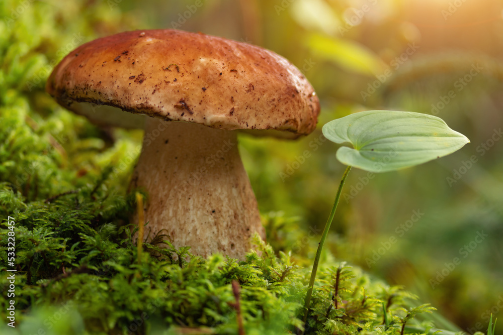 porcini mushroom, Boletus mushroom, ceps growing in forest porcini mushroom, Boletus mushroom, ceps growing in forest