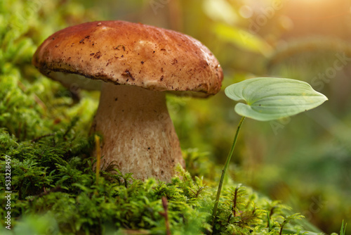 porcini mushroom, Boletus mushroom, ceps growing in forest photo