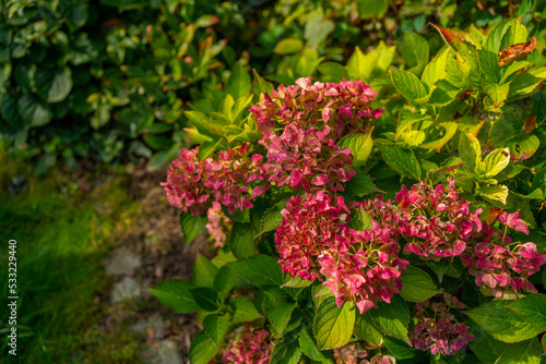Close up of light pink hortensia fresh flowers, green background, autumn colors, copy space, hydrangea in the garden.