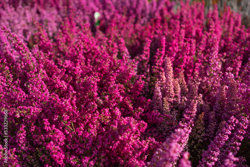 close up photo of fresh magenta pink erica gracilis plants , flower bed, nature background, flower pattern