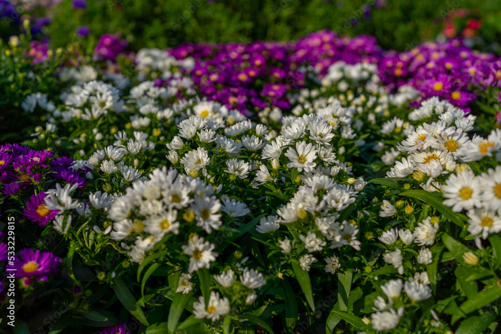 A large flower bed. Beautiful multi colored asters. Background of flowers. Selective focus.
