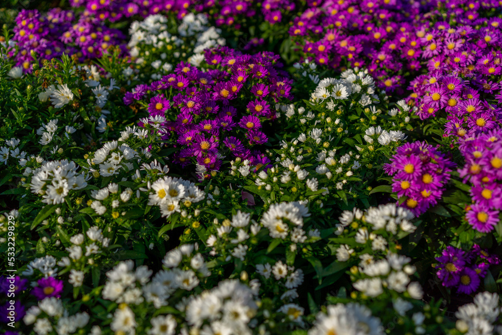 A large flower bed. Beautiful multi colored asters. Background of flowers. Selective focus. A large flower bed. Beautiful multi colored asters. Background of flowers. Selective focus.