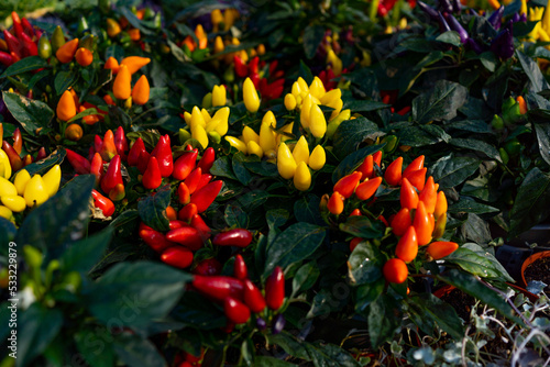 Ornamental pepper on nature background, A group of hot peppers in pots at the harvest festival. Ripe red hot chili jalapenos on a branch of a bush. Organic farm vegetables