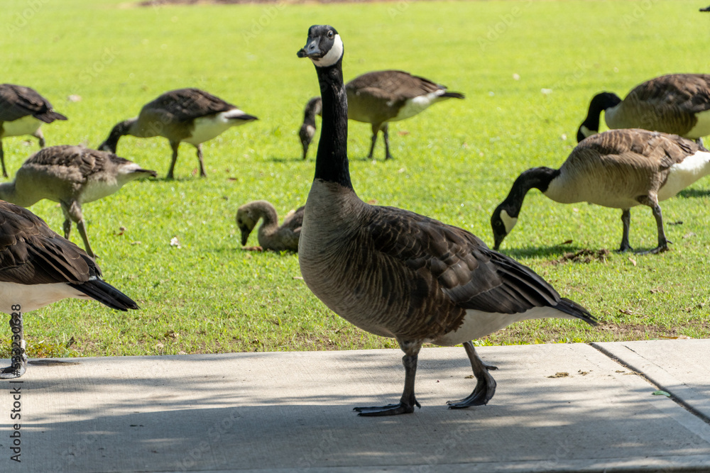 Fototapeta premium country goose and geese