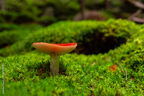 Closeup of poisonus red russula mushroom or Rssula emetic mushroom. Wild mushroom growing in forest. Ukraine.