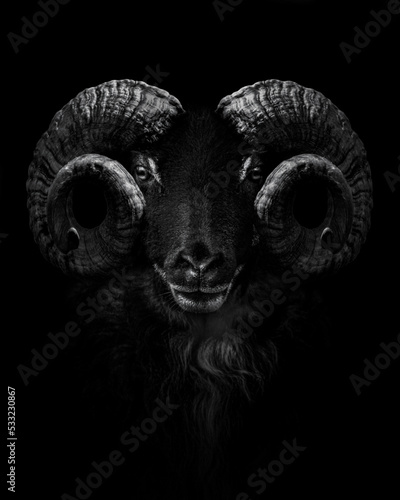 Ram , Close up of head and horns of a wild big horned , isolated to black Background , animal black white