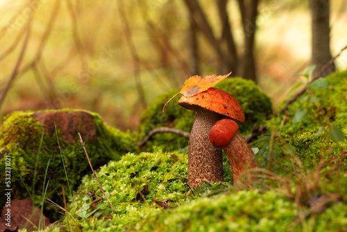 Leccinum aurantiacum or rough-stemmed bolete mushrooms growing in the forest