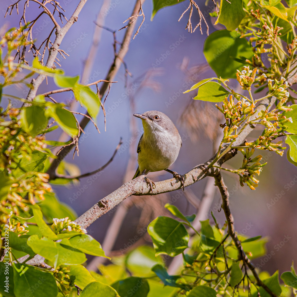 Obraz premium bird on a branch