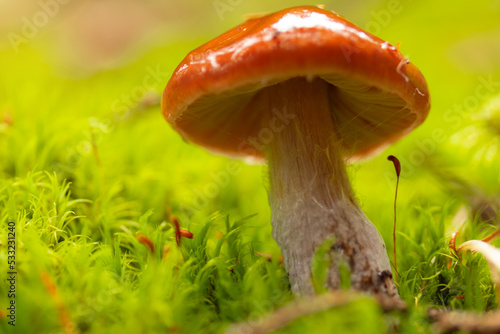 Closeup of Cortinarius collinitus, commonly known as blue-girdled webcap mushroom. Wild mushroom growing in forest. Ukraine.