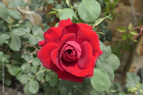 red rose in garden