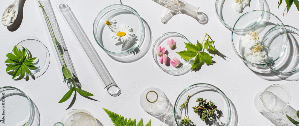 Obraz Banner Natural medicine, cosmetic research, bio science, organic skin care products. Petri dish on white background. Top view, flat lay. Concept skincare. Dermatology.