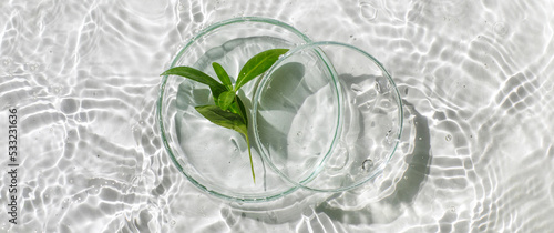 Banner Laboratory glassware, Petri dishes floating on surface of the water on white background. Natural medicine, cosmetic research, bio science, organic skin care products. Top view, flat lay.