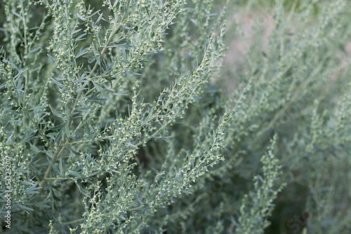 sagebrush plant with close up as a textured nature pattern