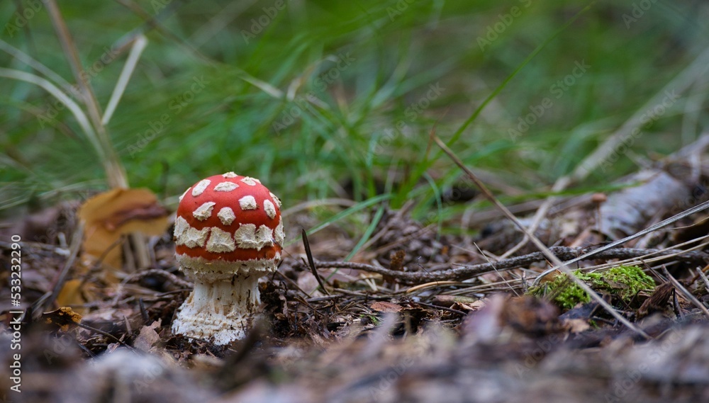small amanita muscaria, fly agaric small amanita muscaria, fly agaric