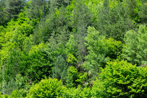 Pure green trees forest background image.