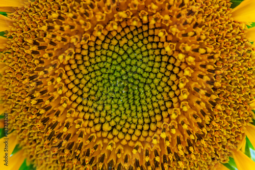 Macro shot of blooming sunflower.