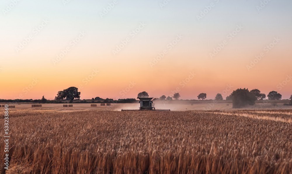 Harvesting season landscape at sunset: Combine harvester working in a wheat field 