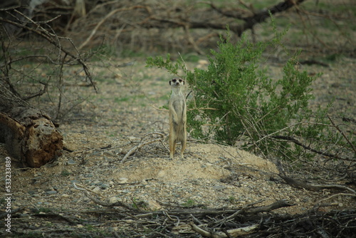 Meerkat standing on its hind legs near its burrow