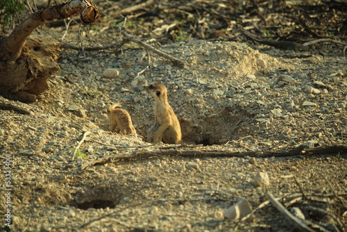 Two meerkats at the entrance of their burrow