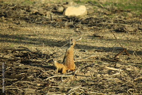 Meerkats with pups in Namibia
