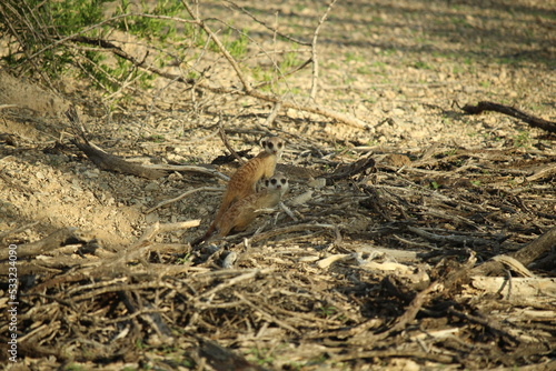 Meerkats with pups in Namibia