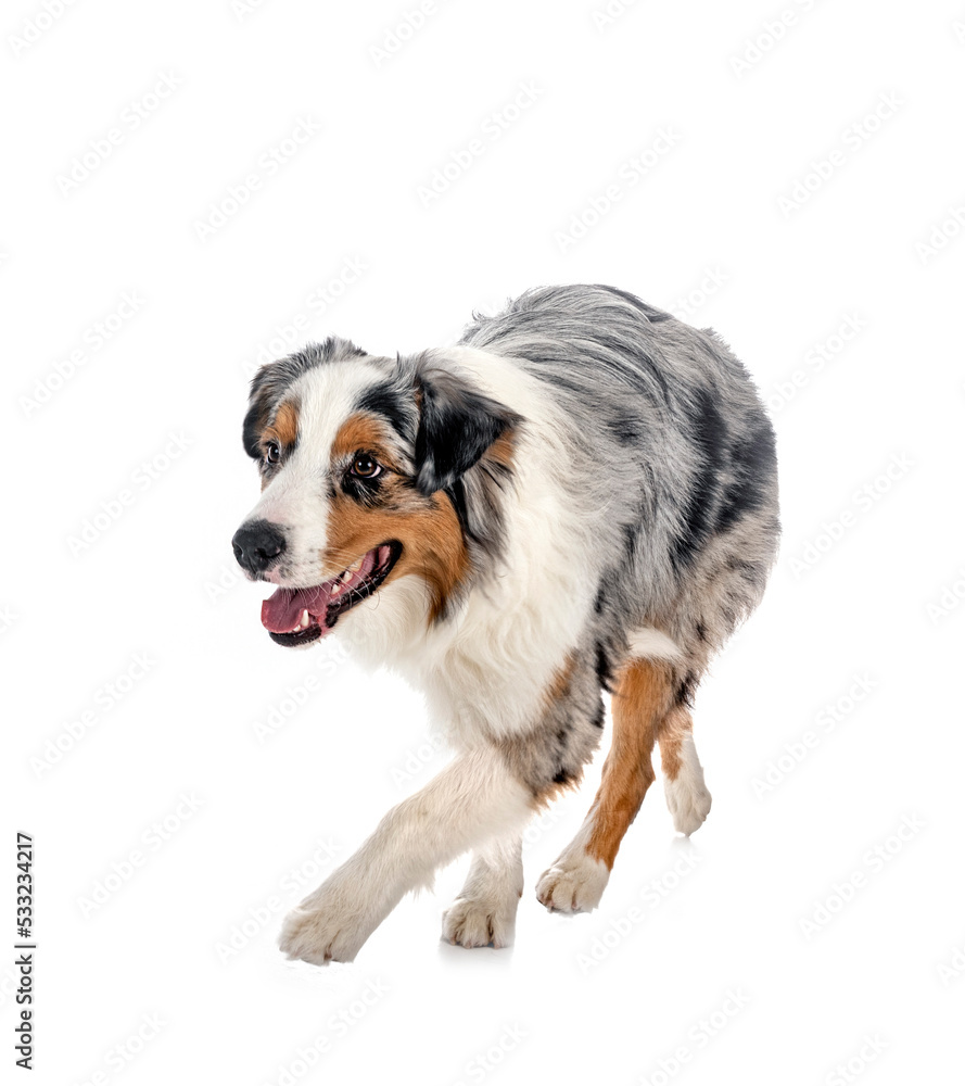 australian shepherd in studio australian shepherd in studio