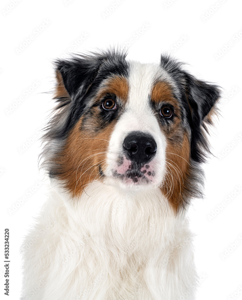 australian shepherd in studio