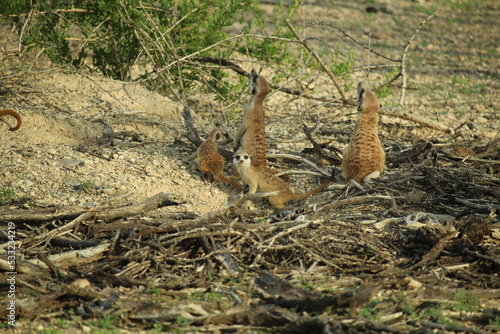 Family of 5 meerkats near their burrow in Namibia