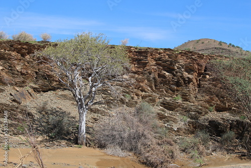 Shepherd tree with green foliage in rocky terrain in Namibia