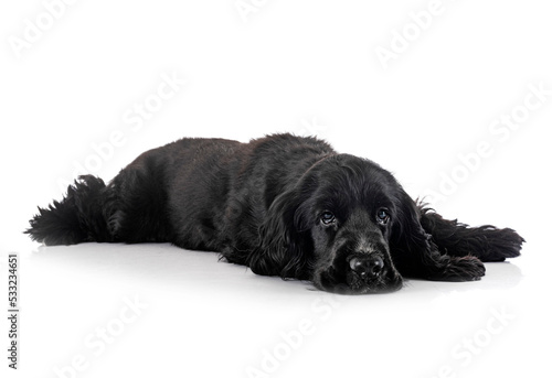 Foto English Cocker Spaniel