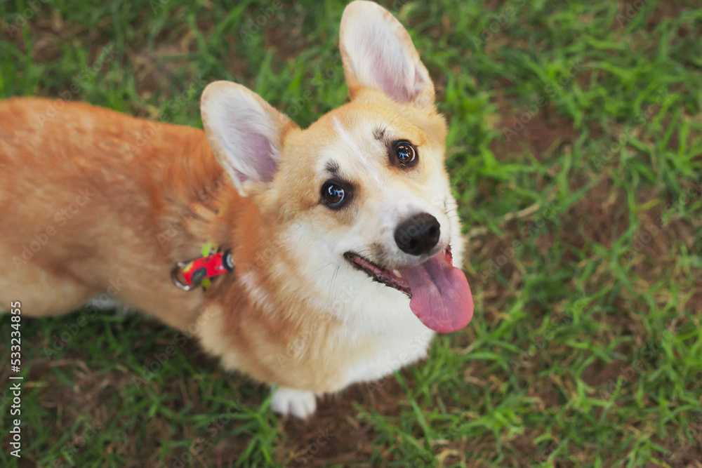 Cute welsh corgi dogs looking up at doggy food treats, tongue out. Dogs diet and nutrition. welsh corgi cardigan and Pembroke dogs purebred pups.