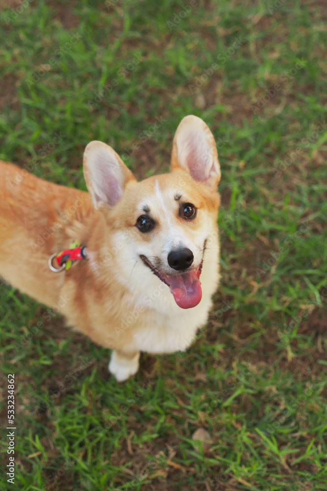 Cute welsh corgi dogs looking up at doggy food treats, tongue out. Dogs diet and nutrition. welsh corgi cardigan and Pembroke dogs purebred pups.