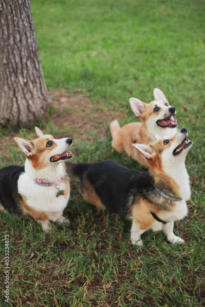 Cute welsh corgi dogs looking up at doggy food treats, tongue out. Three dogs diet and nutrition. welsh corgi cardigan and Pembroke dogs purebred pups. Cute welsh corgi dogs looking up at doggy food treats, tongue out. Three dogs diet and nutrition. welsh corgi cardigan and Pembroke dogs purebred pups.